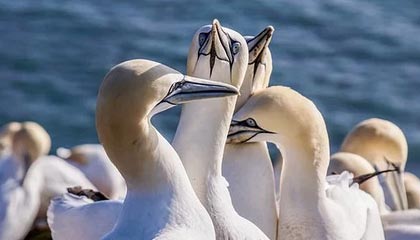 模特有哪些优势？